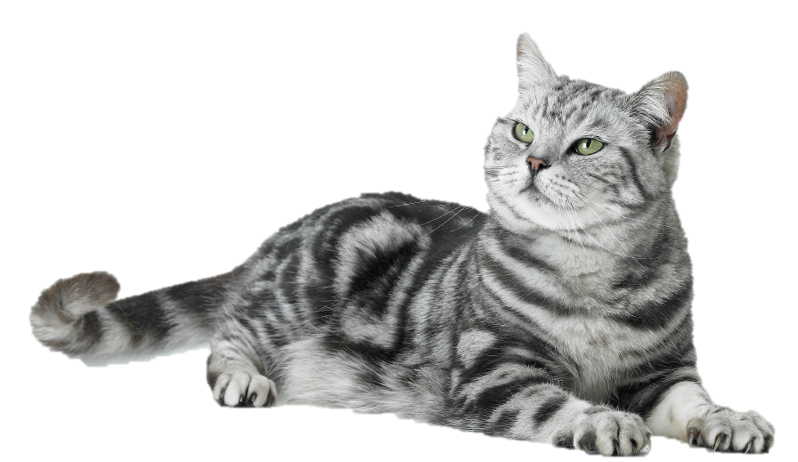 youzz™ Comunidade youzz